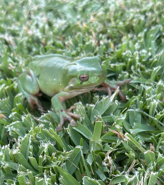 Gratitude and appreciating the green tree frog
